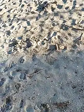 pegaso369 online show from 11.03.25