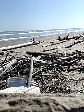 pegaso369 online show from 03.28.26