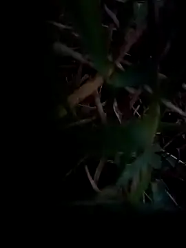 dolphiinn online show from 02.01.26