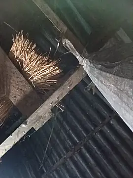 Snapshot of _Helala_ chatting on 10.17.25  Helala  online show from 10.17.25