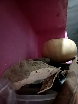 Payal950 online show from 10.09.25