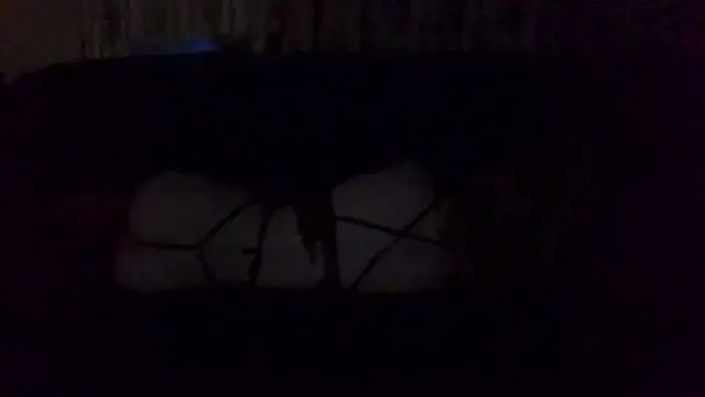 Rupoles online show from 11.01.25