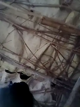 Sapna cutt online show from 10.14.25