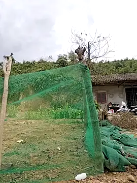 Tin tanny online show from 02.12.26