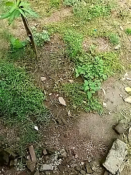 Snapshot of Rahul_Razz chatting on 10.04.25 Rahul Razz online show from 10.04.25