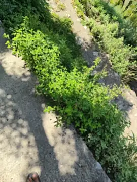 karandeep Bhagat online show from 04.27.26