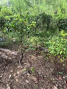 Snapshot of Gihan_sil1088 chatting on 09.20.25 Gihan sil1088 online show from 09.20.25