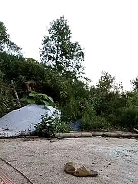 Suzuki see online show from 10.11.25