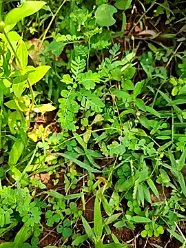 Snapshot of telugumodda4396 chatting on 09.21.25 telugumodda4396 online show from 09.21.25