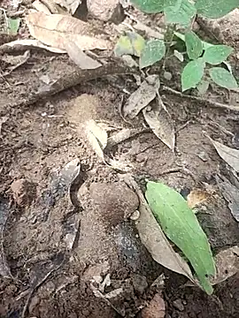 Snapshot of telugumodda4396 chatting on 10.14.25 telugumodda4396 online show from 10.14.25