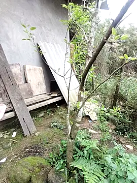 zhen-zo online show from 03.19.26