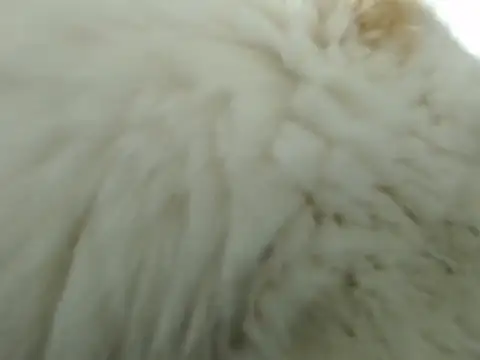 Snapshot of DirtyNotLimits_ chatting on 10.28.25 DirtyNotLimits online show from 10.28.25