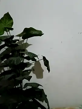 Snapshot of Jessica-03 chatting on 03.04.26 Jessica-03 online show from 03.04.26