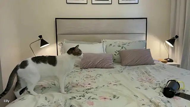 Itslillybloom online show from 11.14.25