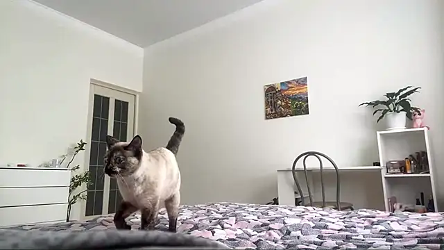 GingerMikos online show from 11.06.25