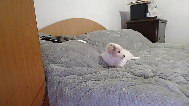 Snapshot of MissyDior8 chatting on 02.04.26 MissyDior8 online show from 02.04.26