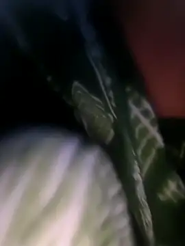 Snapshot of Ananya_cam chatting on 11.15.25 Ananya cam online show from 11.15.25