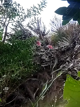 braidqueen00 online show from 12.21.25