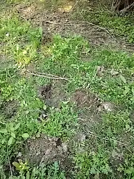 88zaifkhan88 online show from 03.02.26