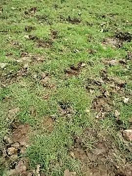 88zaifkhan88 online show from 03.20.26