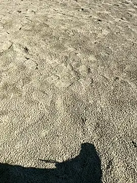 Snapshot of ratemydickbabe chatting on 12.01.25 ratemydickbabe online show from 12.01.25