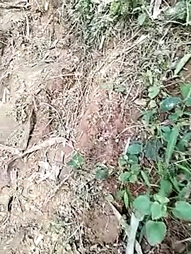 neko-nancy online show from 01.19.26