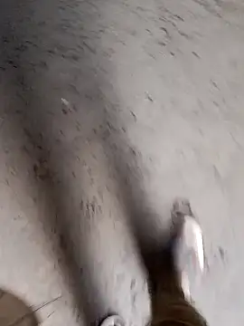 Nick universal online show from 02.28.26