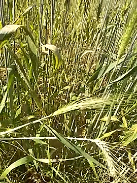 hornycouple20000 online show from 02.16.26