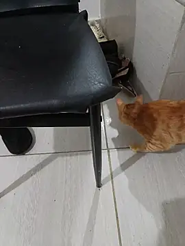 hotbuch online show from 01.06.26