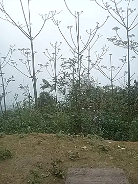 cutebobi online show from 03.02.26