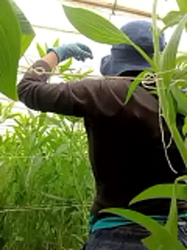 Abigail office online show from 02.13.26