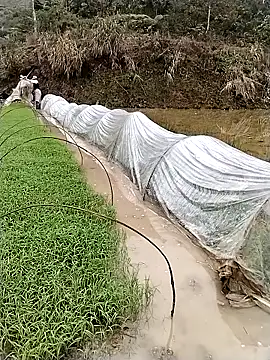 Snapshot of ngocbao11 chatting on 03.12.26 ngocbao11 online show from 03.12.26