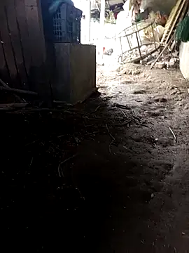 hungdecu online show from 03.05.26