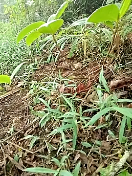 maymay121 online show from 04.18.26