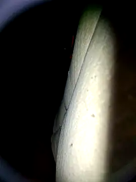 Harkorti online show from 04.22.26