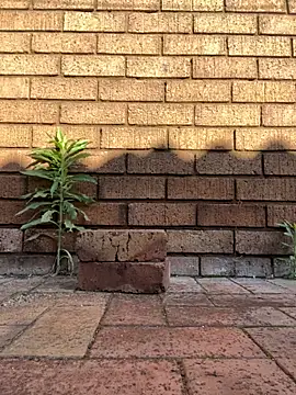 Snapshot of ZeusBlackDick chatting on 11.01.25 ZeusBlackDick online show from 11.01.25