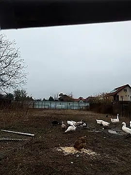 sarpe4 online show from 11.08.25