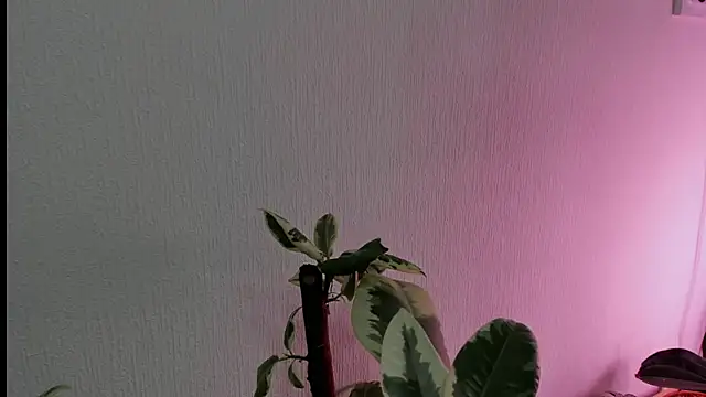 BowToYourWeakness online show from 02.08.25