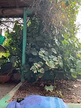 sofy alone online show from 03.05.26