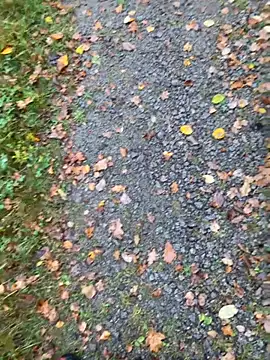 hamstergrabben online show from 10.24.25