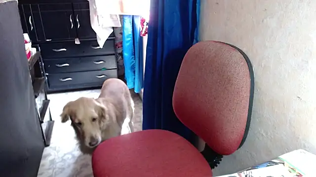 Barbiegomez online show from 10.14.25