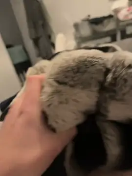 Furdale online show from 12.16.24