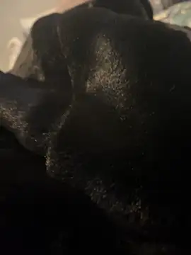 Furdale online show from 12.20.24