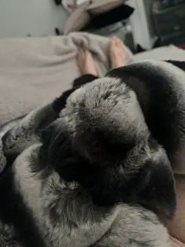 Furdale online show from 12.24.24