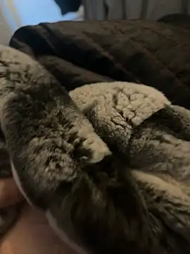 Furdale online show from 01.02.25