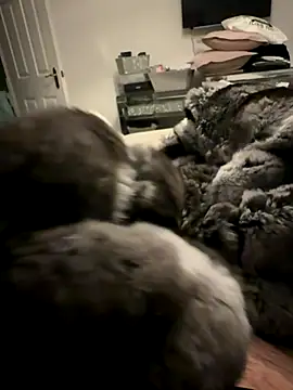 Furdale online show from 11.24.25