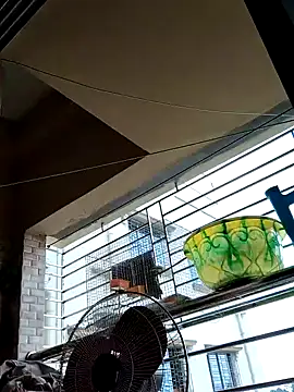 sanjib-1234 online show from 09.19.25