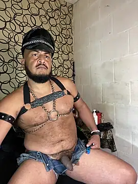 the master foal  online show from 04.02.26