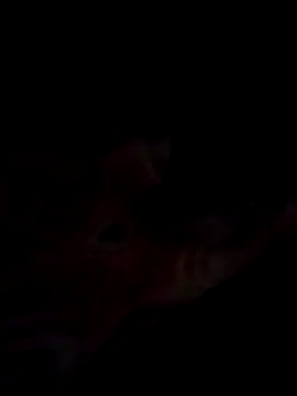 Jeck leo online show from 03.14.25