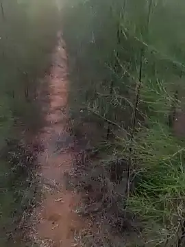 Gopal1243 online show from 03.01.25